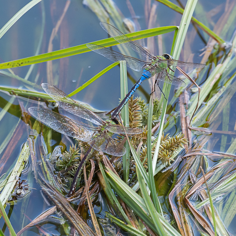 common green darner